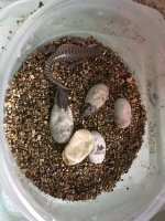 2022 berber hatchlings.jpg