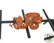 red-neonate-green-tree-python.jpg