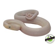 leucistic-colombian-rainbow-boa-for-sale.jpg