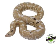 adult-snow-kenyan-sand-boa-for-sale.jpg