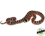 arizona-mountain-kingsnake-for-sale (1).jpg
