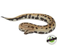 007-blood-python-for-sale.jpg