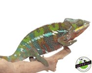ambilobe-panther-chameleon-201-for-sale.jpg