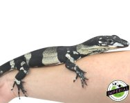 bells-phace-lace-monitor-babies-for-sale.jpg