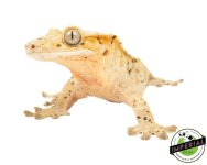 adult-crested-gecko-for-sale.jpg