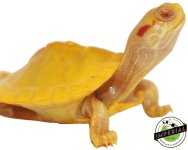 albino-red-earred-slider-for-sale.jpg
