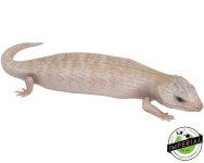 ivory-northern-blue-tongue-lizard-for-sale.jpg