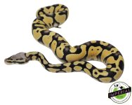 pastel-desert-ghost-ball-python-for-sale.jpg