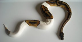 pied.jpg