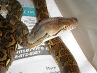 2010 dwarf het.jpg