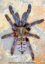 Phormingochilus_Sabah Blue(f)SA1.png