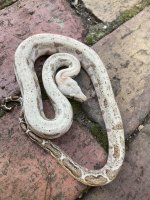 Male #2.jpg
