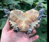 2 head cooter belly.jpg