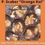 Orange Koi.jpg