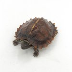 spiny.jpg
