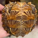 spiny2.jpg