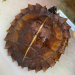 spiny3.jpg