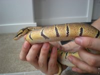 woma sides.jpg