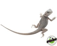 paradox-transulcent-hypo-zero-bearded-dragon-for-sale.jpg