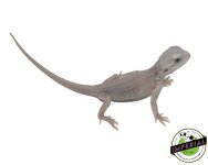 zero-dunner-bearded-dragon-for-sale (2).jpg