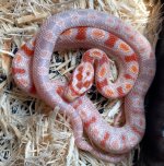 Albino picture 8-28.jpg