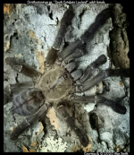 Ornithoctoninae_South-Cotabato-Lowland(f)_AD1.png