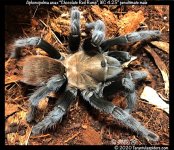A.anax(m)4.25in_penultimate_1.jpeg