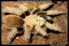 A.chalcodes_Sierra_Vista(f)AD1.jpg