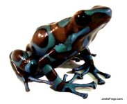 highland_bronze_auratus_front_1_2.jpg