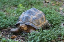 Aldabra 1.jpg