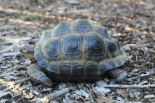 Aldabra #2.jpg