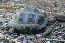 Aldabra #3.jpg