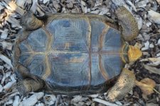 Aldabra #4.jpg