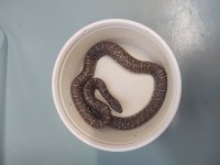 Kingsnakes (3).jpg