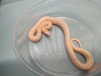 Kingsnakes (5).jpg
