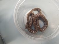 Kingsnakes (1).jpg
