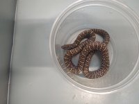 Kingsnakes (2).jpg