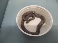 Kingsnakes (4).jpg