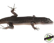 emo-black-tree-skinks-for-sale.jpg