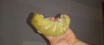 IMG_20230410_063927.jpg