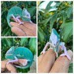 veiled2.jpg