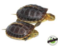 chinese-box-turtles-for-sale.jpg