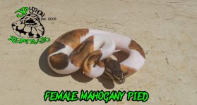 PicsArt_10-25-01.47.11.jpg