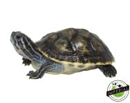 charcoal-peninsula-cooters-for-sale.jpg