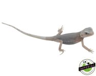 transulcent-hypo-zero-bearded-dragon-for-sale (1).jpg