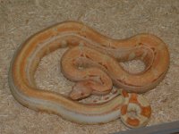 2021 Holdback male Albino KPST (3).JPG