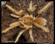 Hysterocrates_Niger_Delta(f)5.25in_SA1.jpg