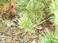 Pine_snake_1982_04.jpg