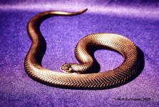 Hognose_black_May_1982_02.jpg