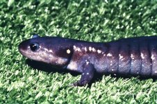 salamander_1982_01.jpg